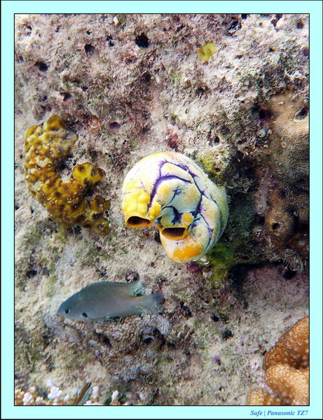 2011 - 08 - Bohey Dulang Island 09